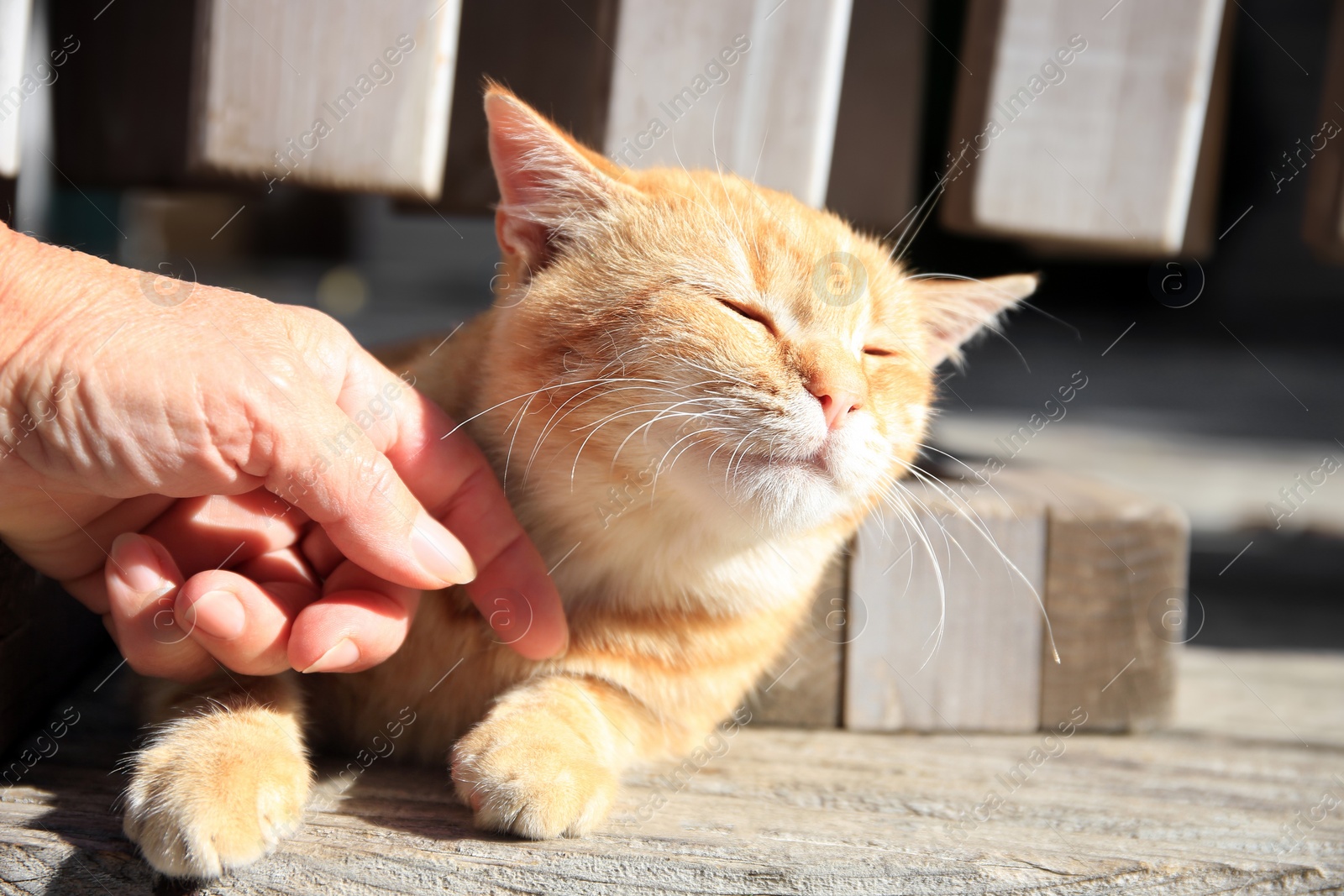 Photo of Woman stroking stray cat outdoors, closeup. Homeless animal