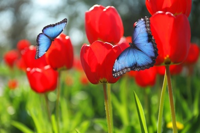 Beautiful butterflies and blossoming bright tulips outdoors on sunny spring day