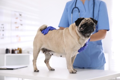 Photo of Veterinarian examining cute pug dog in clinic, closeup. Vaccination day