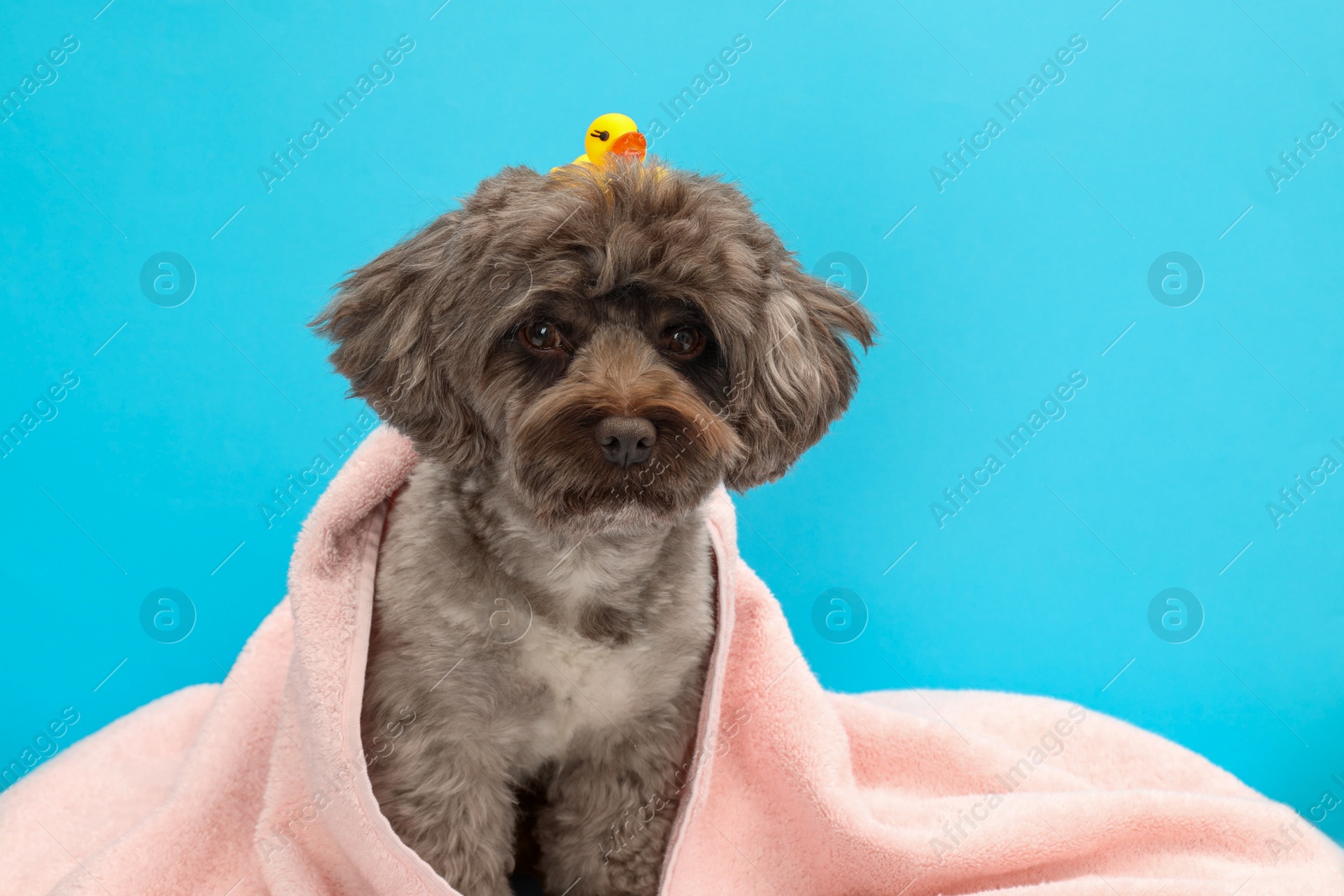 Photo of Cute Maltipoo dog wrapped in towel with bath duck on light blue background. Lovely pet