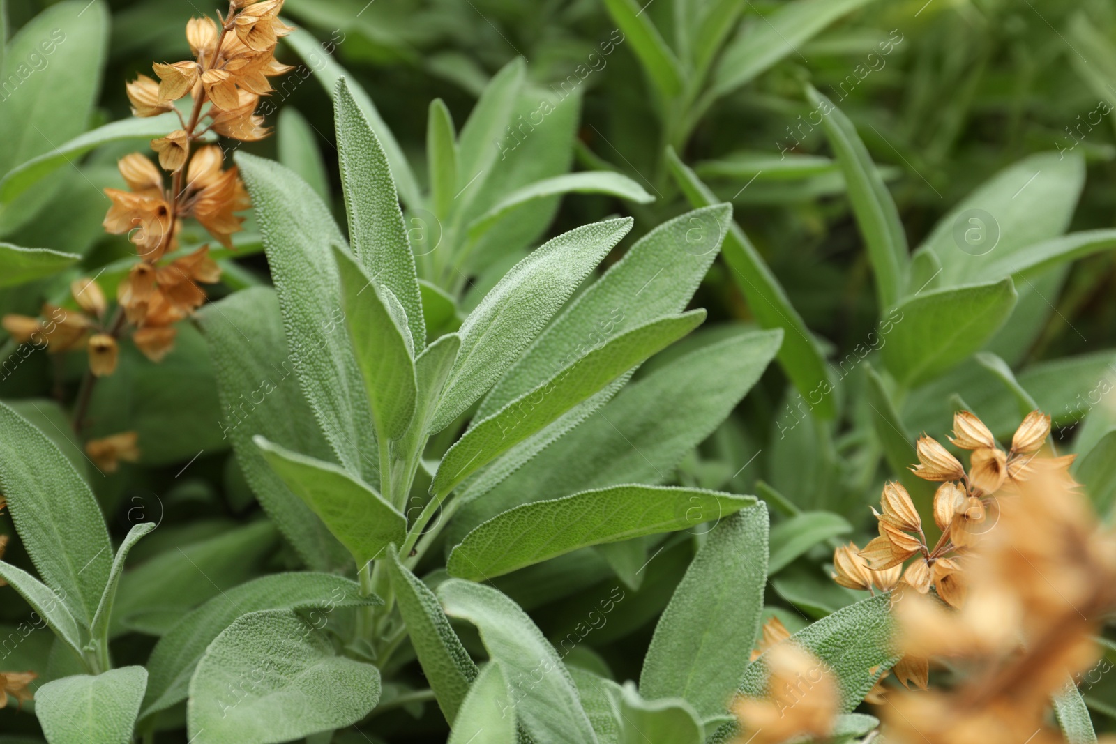 Photo of Beautiful sage with green leaves growing outdoors