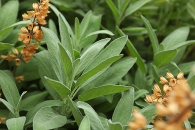 Beautiful sage with green leaves growing outdoors