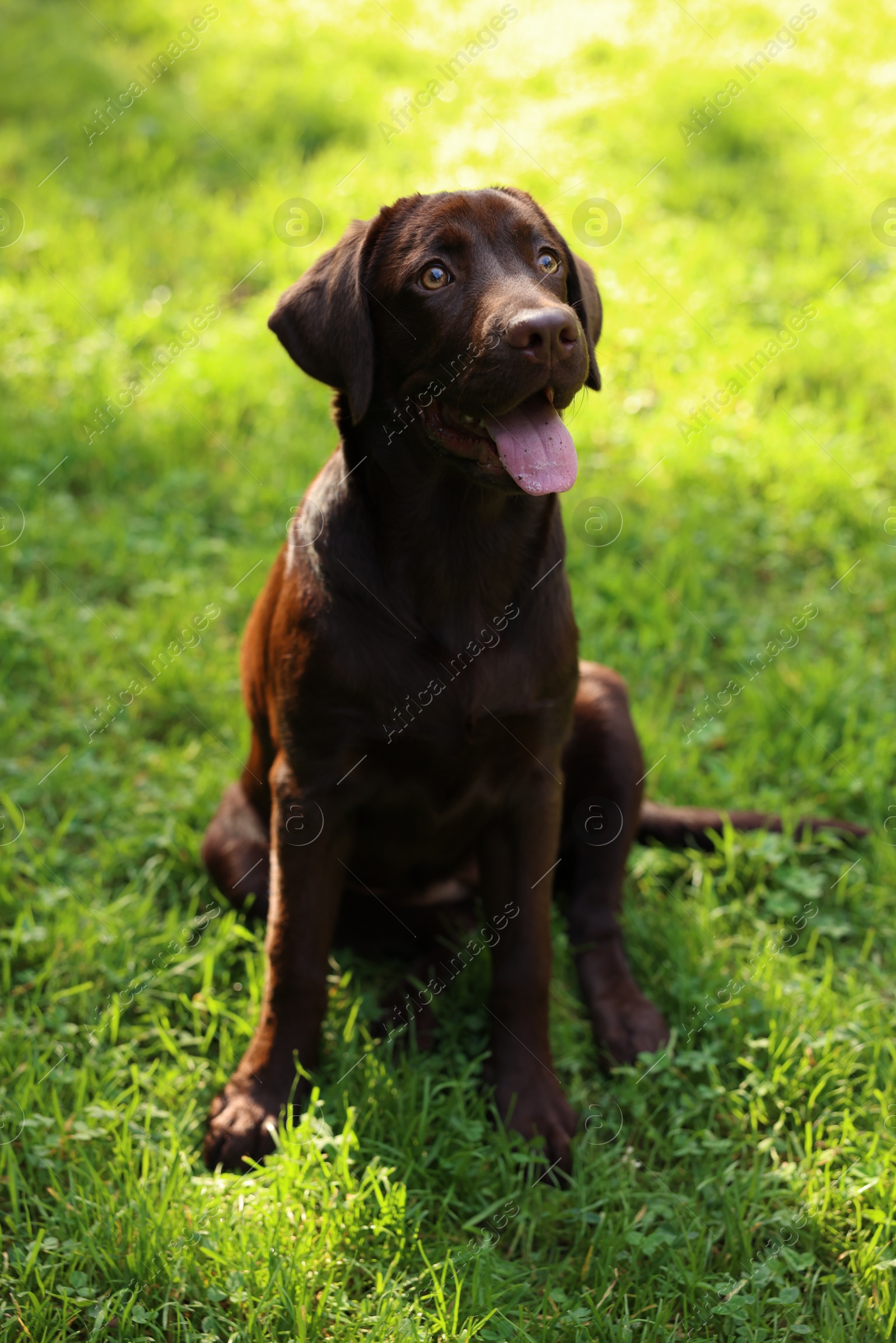 Photo of Adorable Labrador Retriever dog sitting on green grass in park