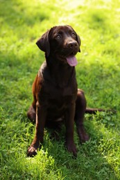 Photo of Adorable Labrador Retriever dog sitting on green grass in park