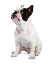 Photo of French bulldog on white background. Adorable pet