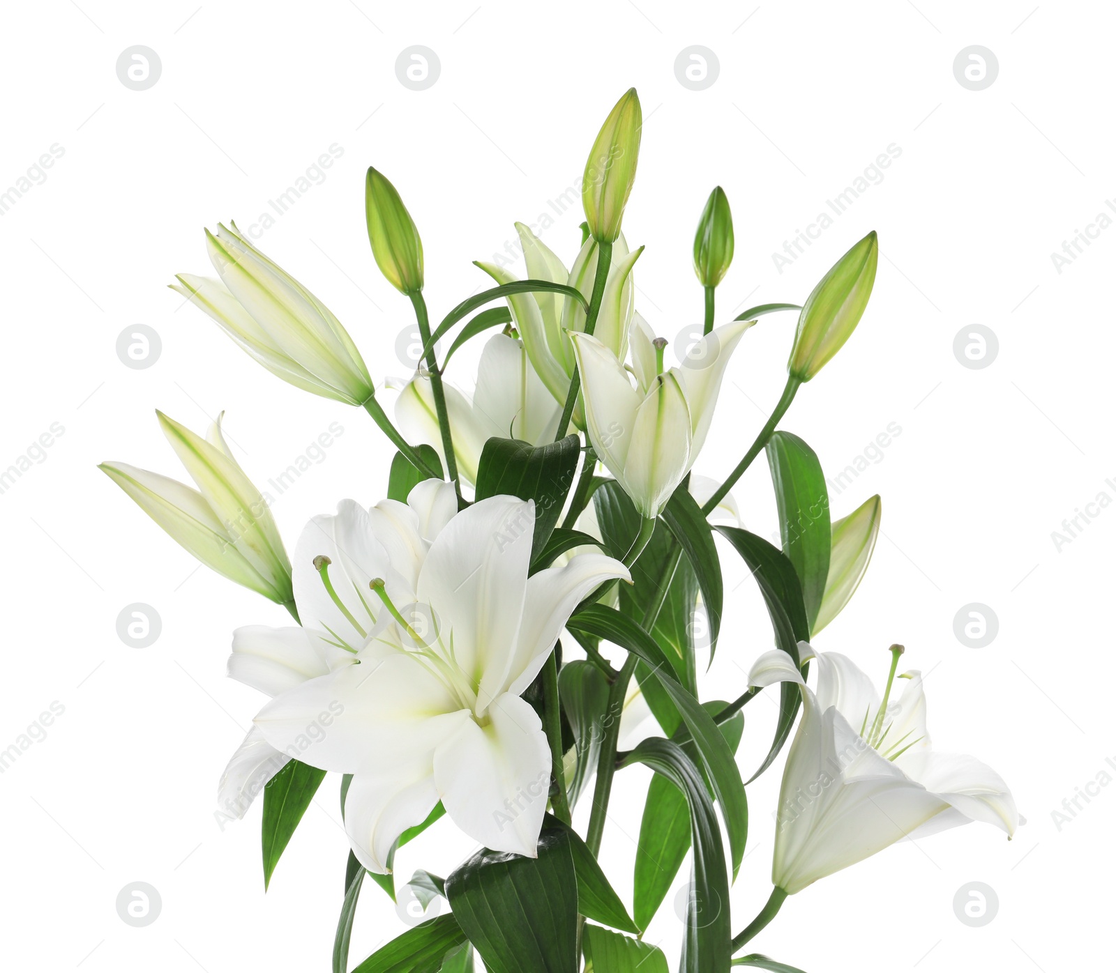 Photo of Beautiful bouquet of lily flowers isolated on white