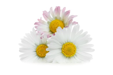 Photo of Three beautiful daisy flowers on white background