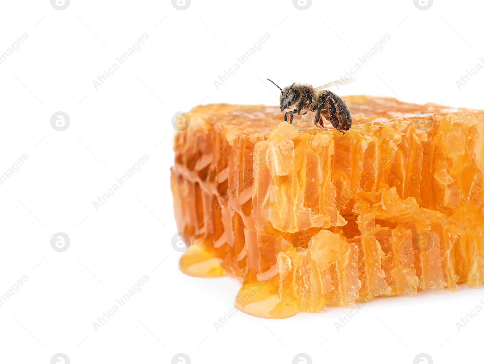 Photo of Honeycomb and bee on white background. Domesticated insect