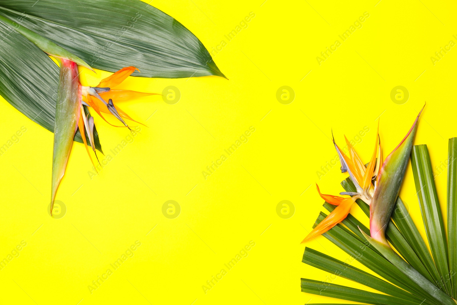 Photo of Creative composition with strelitzia flowers and tropical leaves on yellow background, flat lay