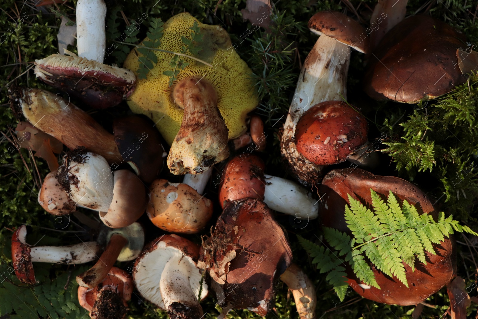 Photo of Many different fresh forest mushrooms on grass, top view