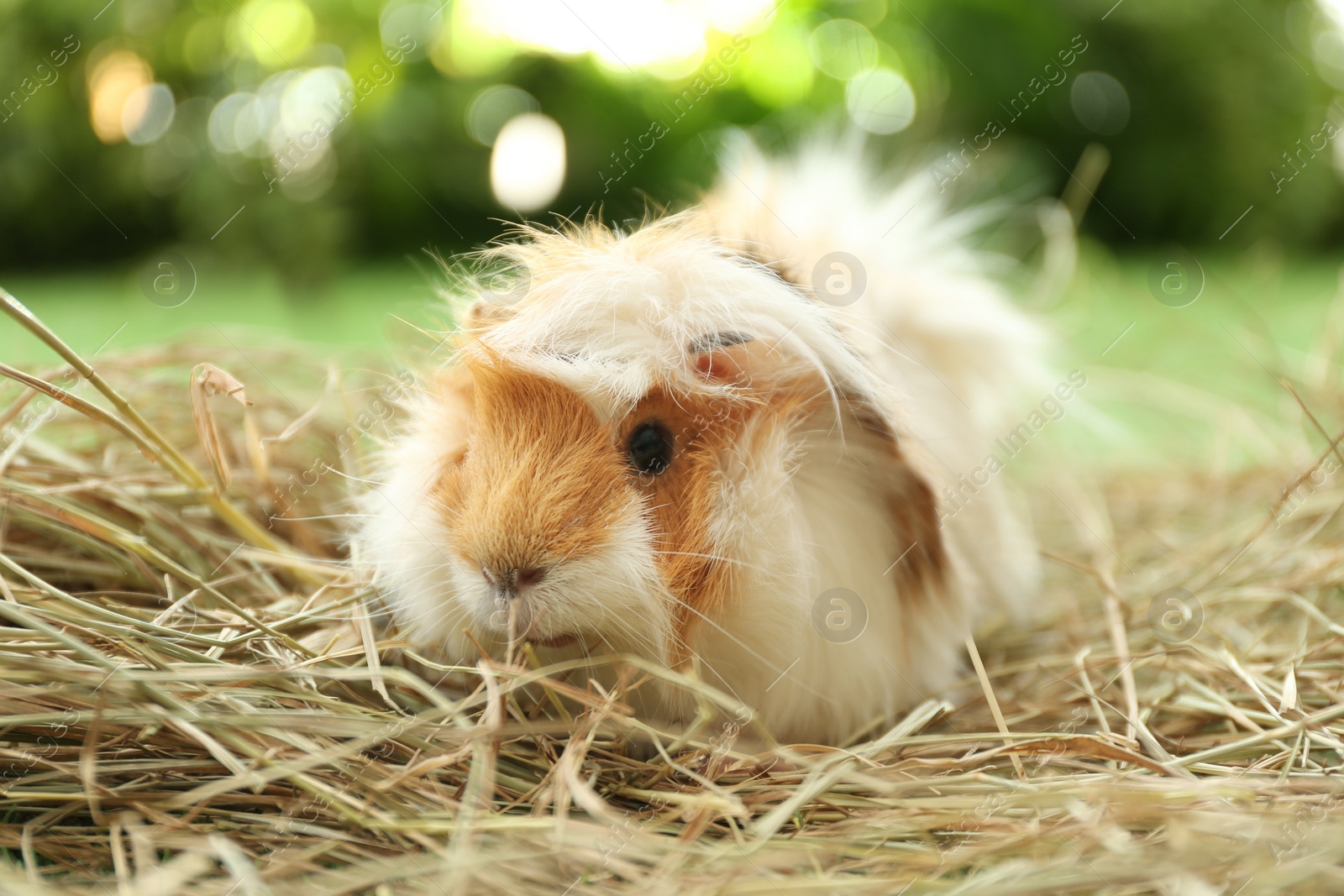 Photo of Cute funny guinea pig and hay outdoors, closeup