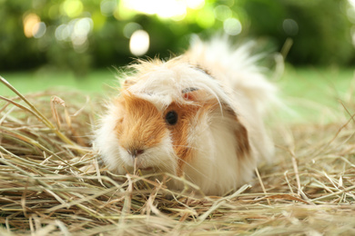 Photo of Cute funny guinea pig and hay outdoors, closeup