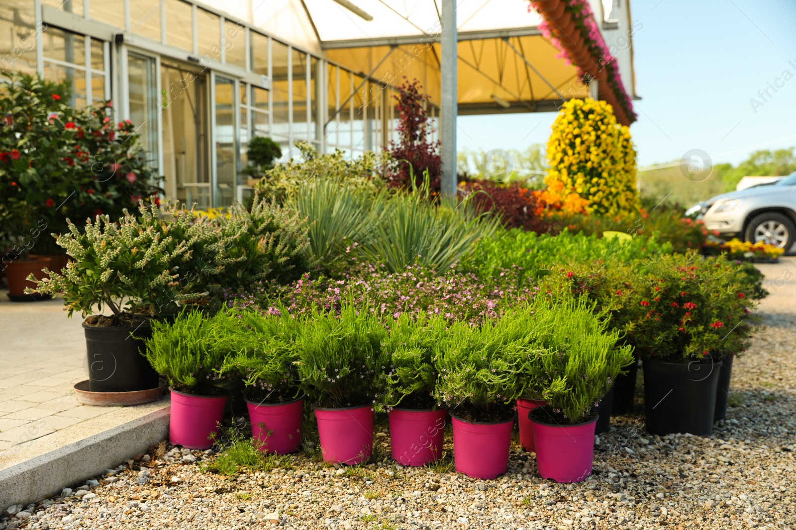 Photo of Many different potted plants near garden center