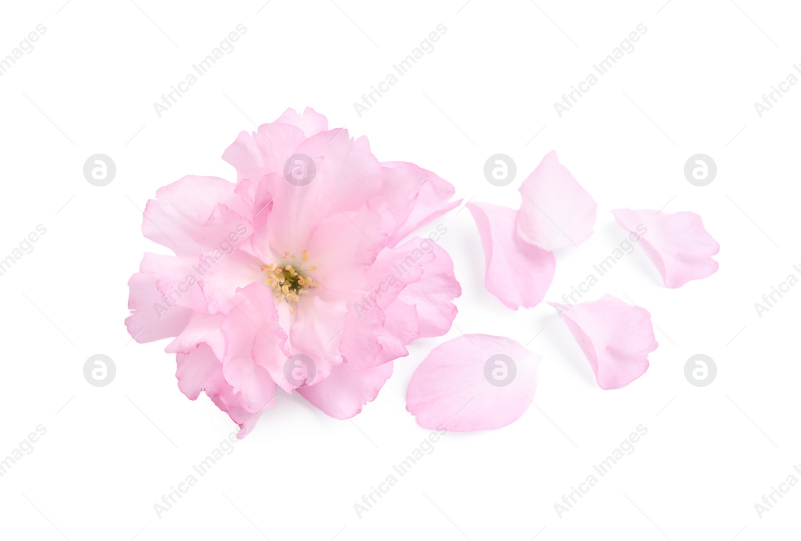 Photo of Beautiful pink sakura blossom and petals isolated on white