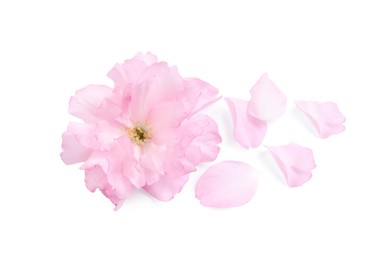 Beautiful pink sakura blossom and petals isolated on white