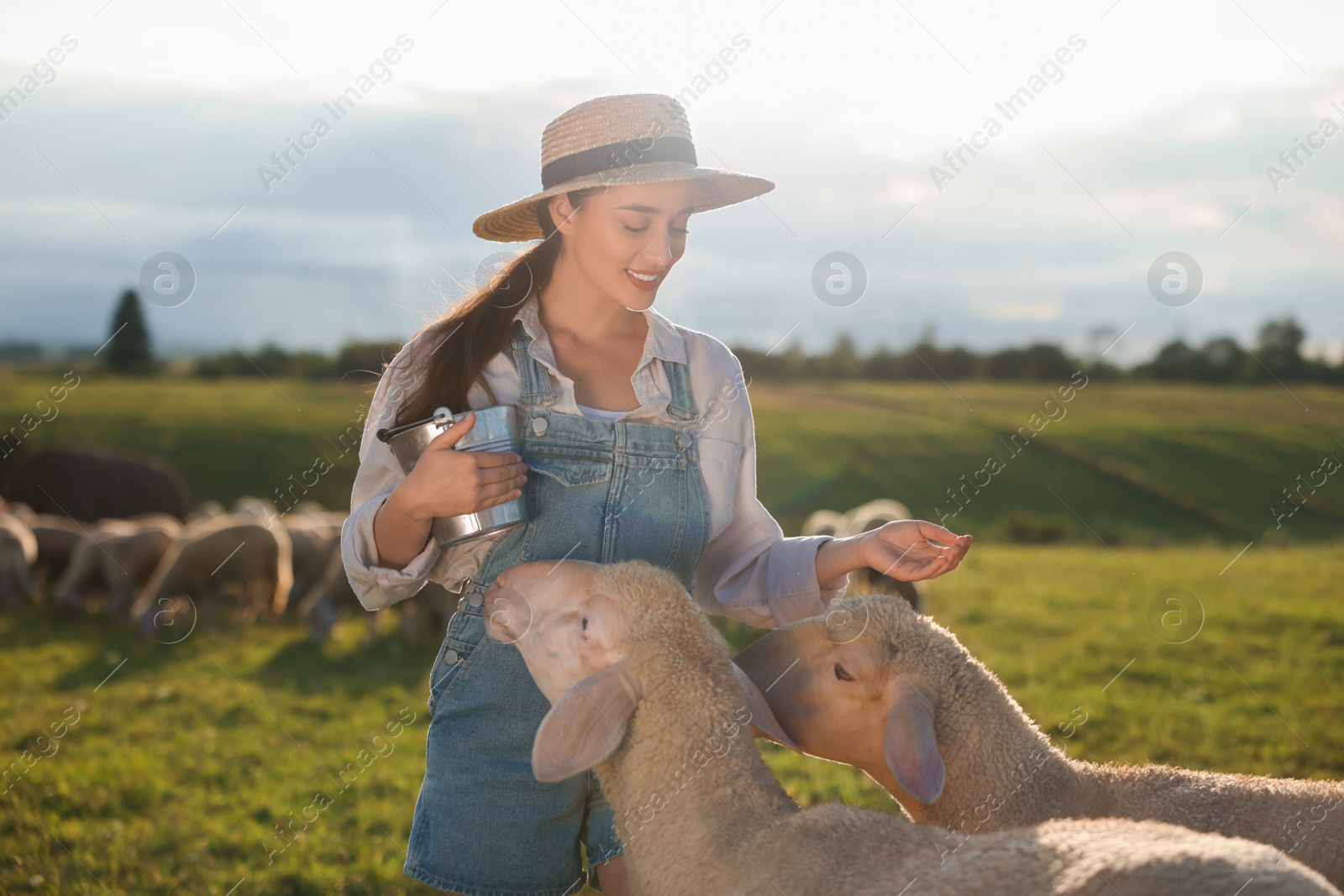 Photo of Smiling woman with bucket feeding sheep on pasture at farm