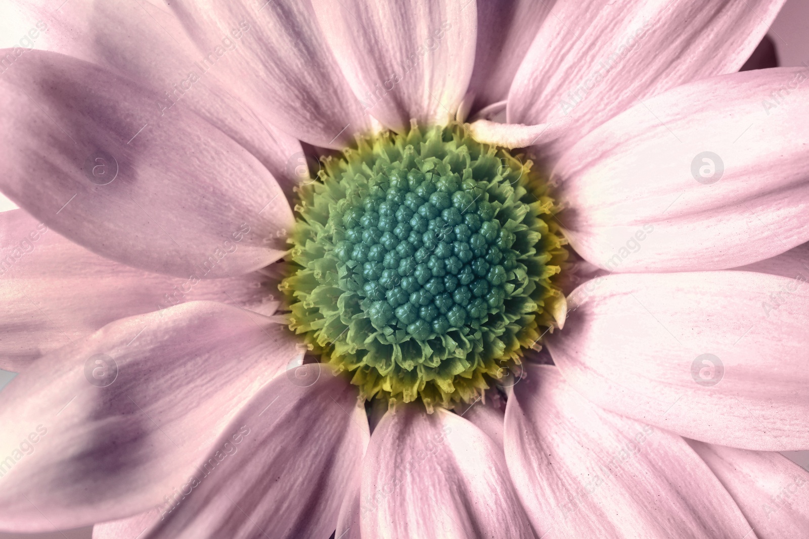 Image of Beautiful pink chrysanthemum flower as background, closeup 