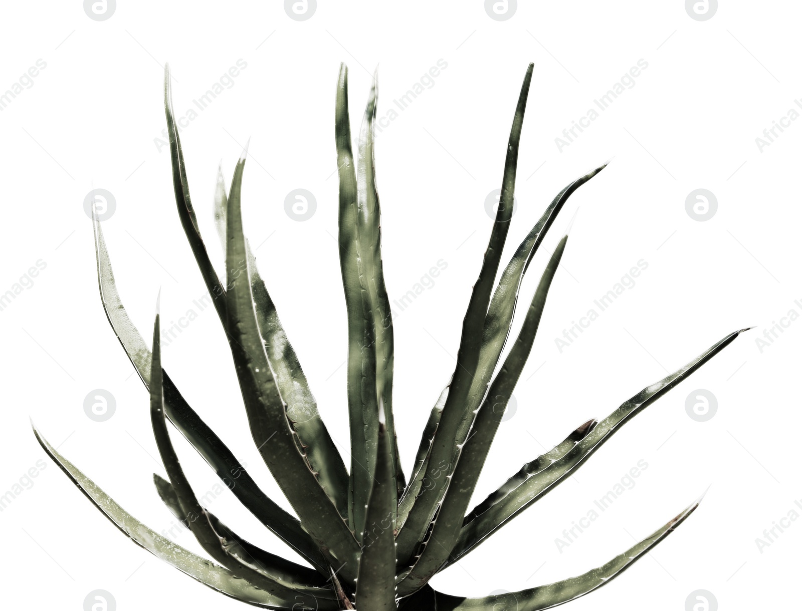 Image of Beautiful agave on white background. Color toned