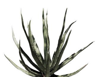 Image of Beautiful agave on white background. Color toned