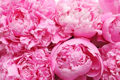 Beautiful fragrant peony flowers as background