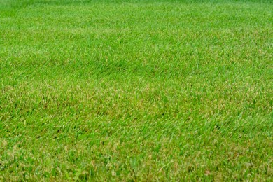 Photo of Beautiful green grass in garden as background