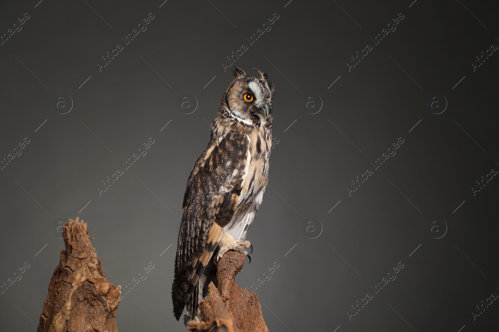 Photo of Beautiful eagle owl on tree against grey background. Predatory bird