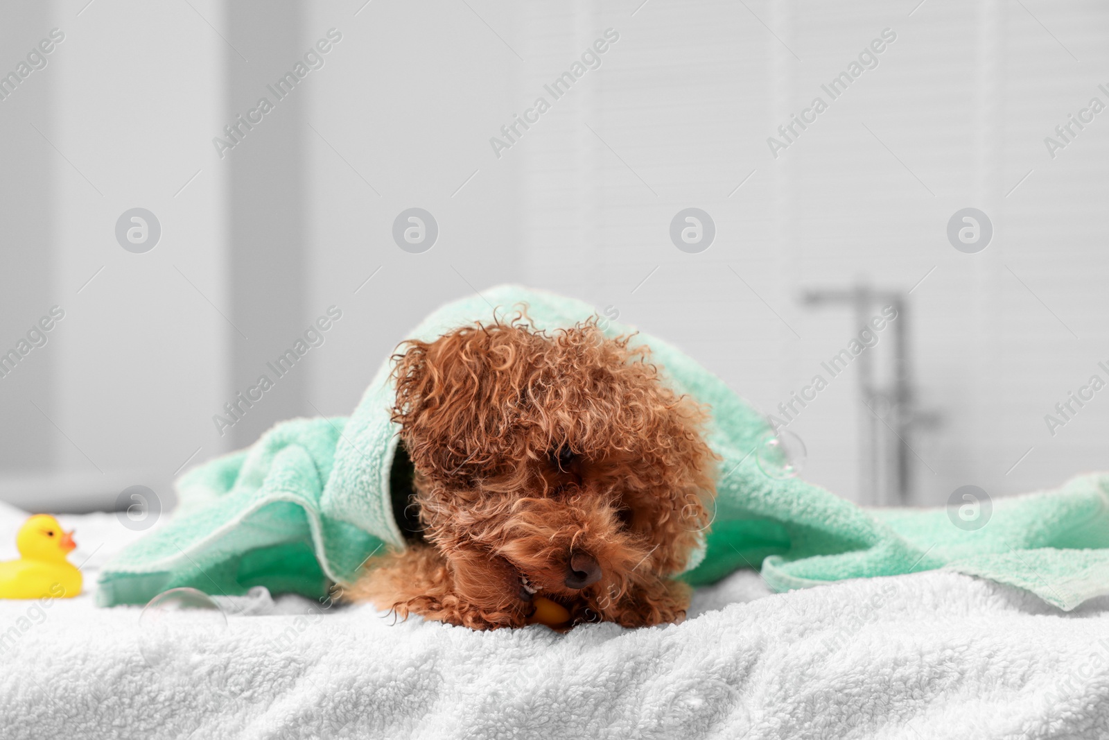 Photo of Cute Maltipoo dog wrapped in towel indoors. Lovely pet