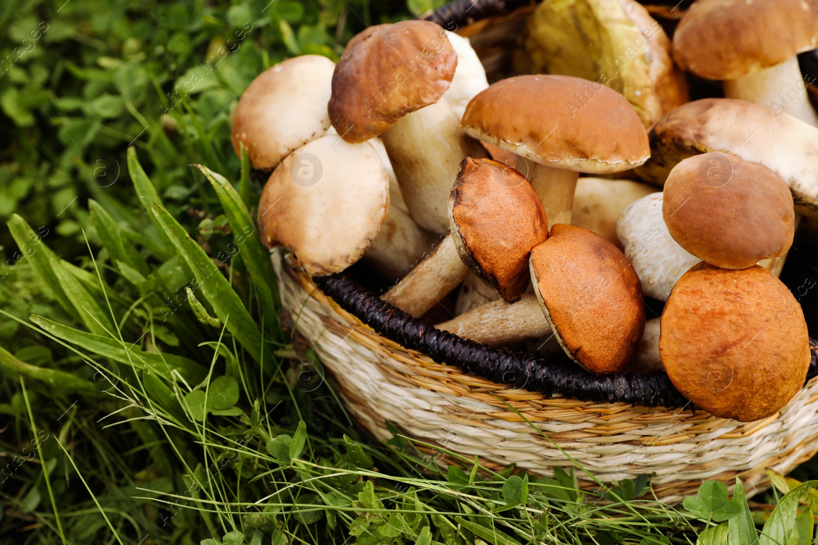 Photo of Wicker basket with fresh wild mushrooms outdoors, space for text