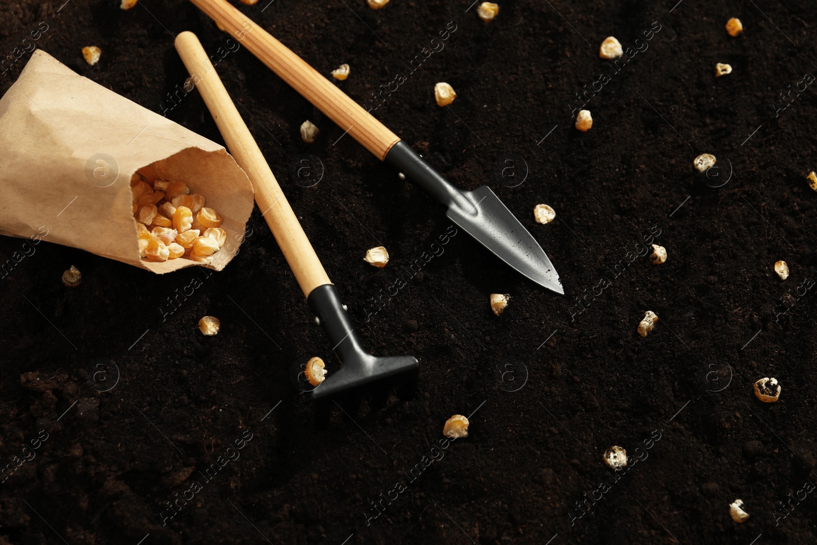 Photo of Paper bag with corn seeds and gardening tools on fertile soil