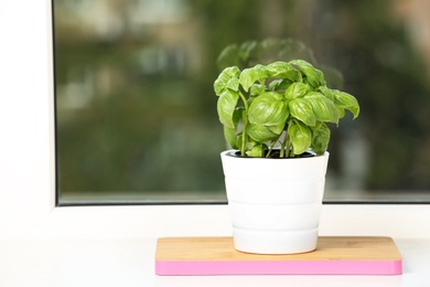 Fresh green basil in pot on window sill