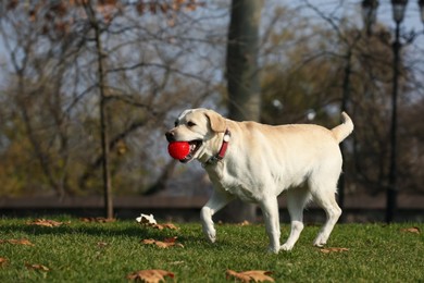 Photo of Yellow Labrador fetching ball in park on sunny day