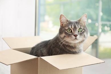 Photo of Cute grey tabby cat in cardboard box near window at home