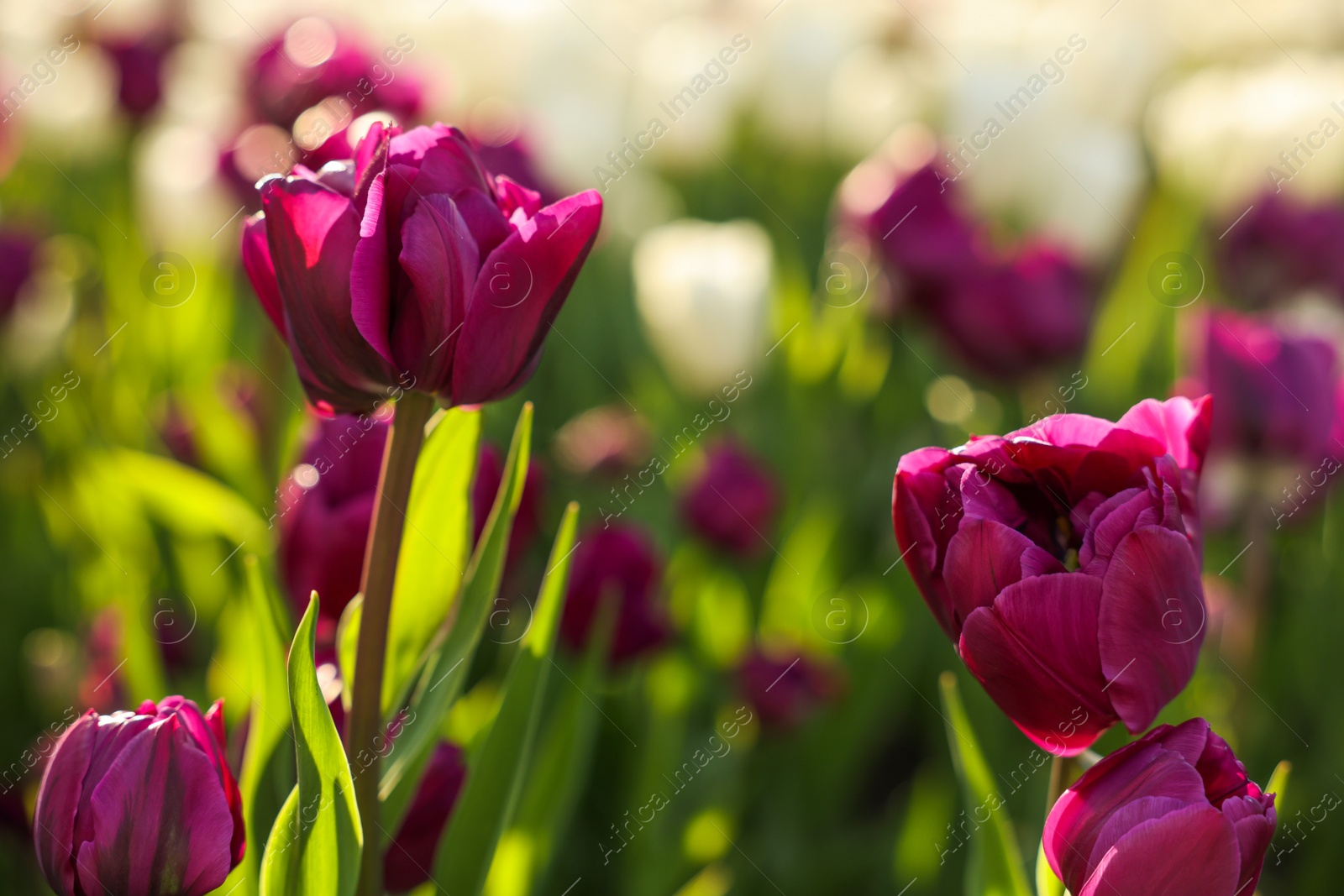 Photo of Beautiful colorful tulips growing in flower bed, closeup