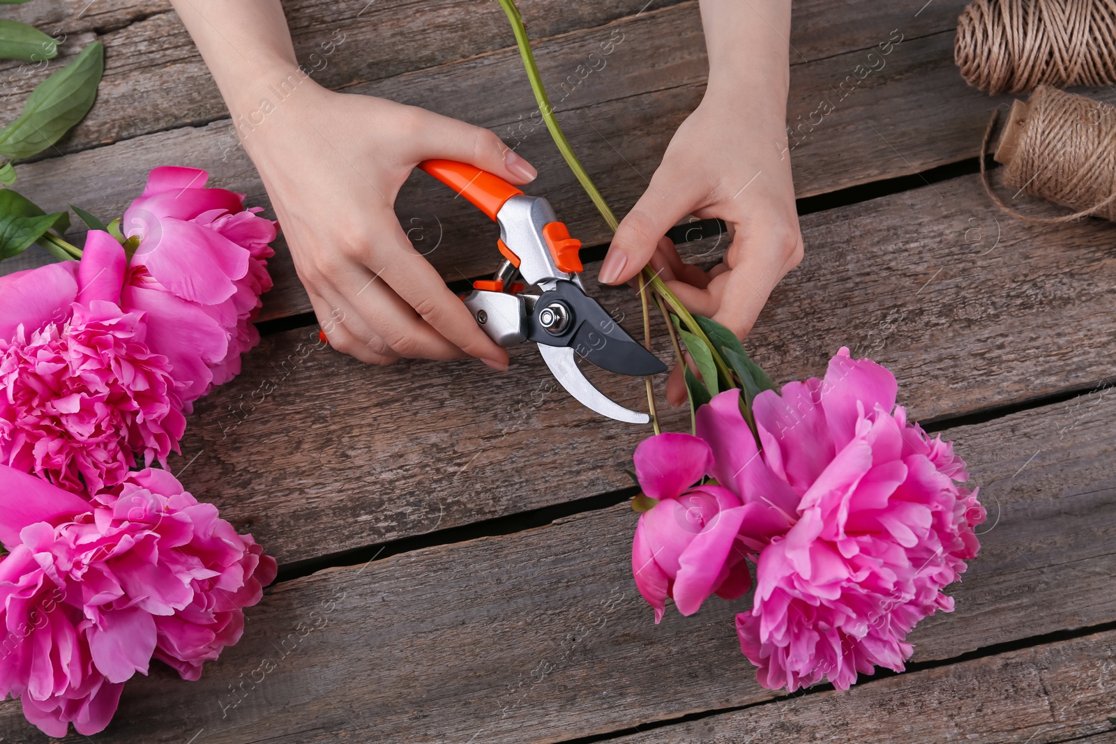 Photo of Woman trimming beautiful pink peonies with secateurs at wooden table, closeup