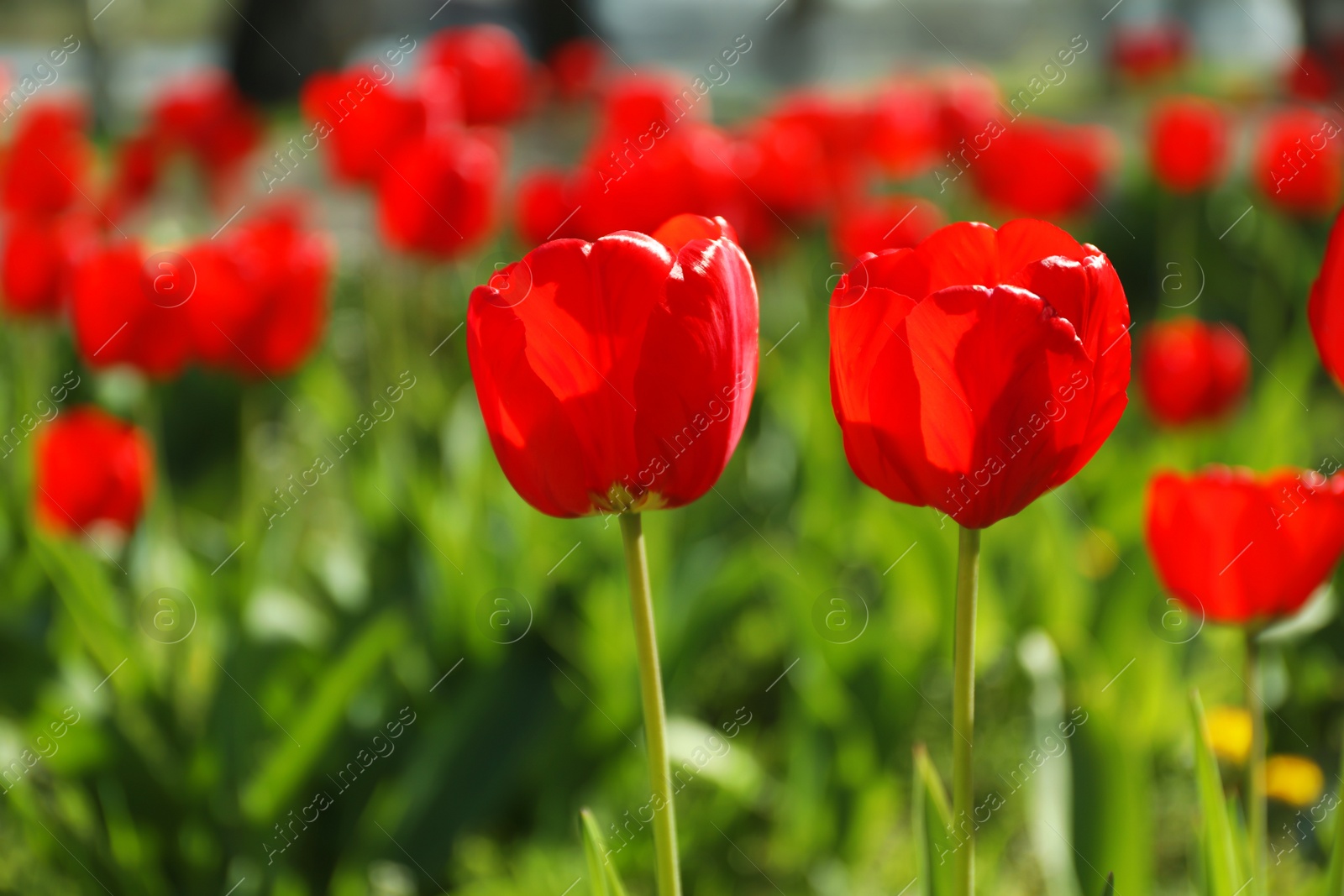 Photo of Blossoming tulips outdoors on sunny spring day