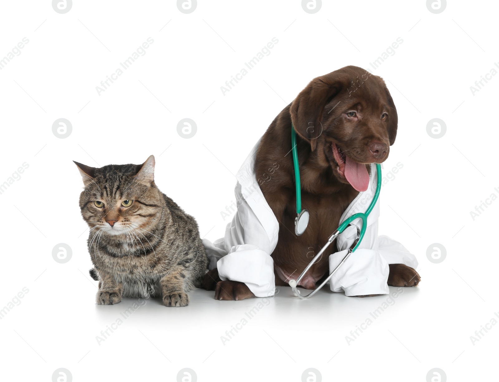 Photo of Cute dog in uniform with stethoscope as veterinarian and cat on white background