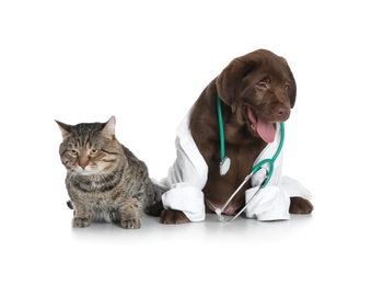 Cute dog in uniform with stethoscope as veterinarian and cat on white background