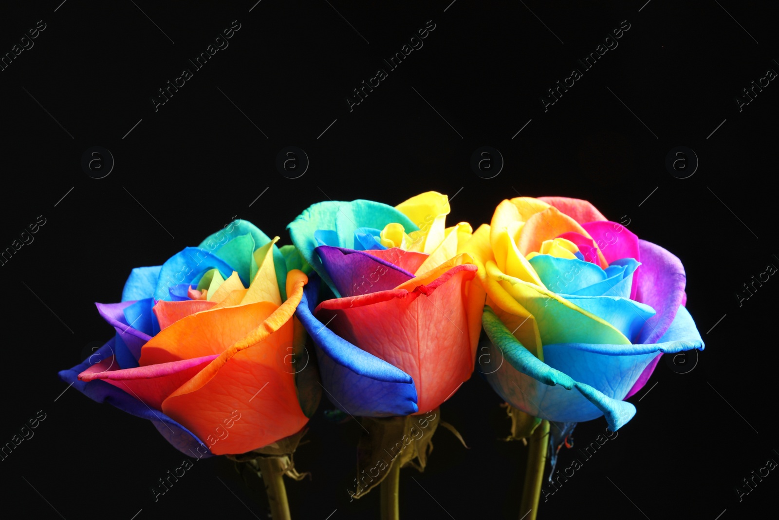 Photo of Amazing rainbow rose flowers on black background