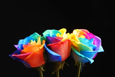 Photo of Amazing rainbow rose flowers on black background