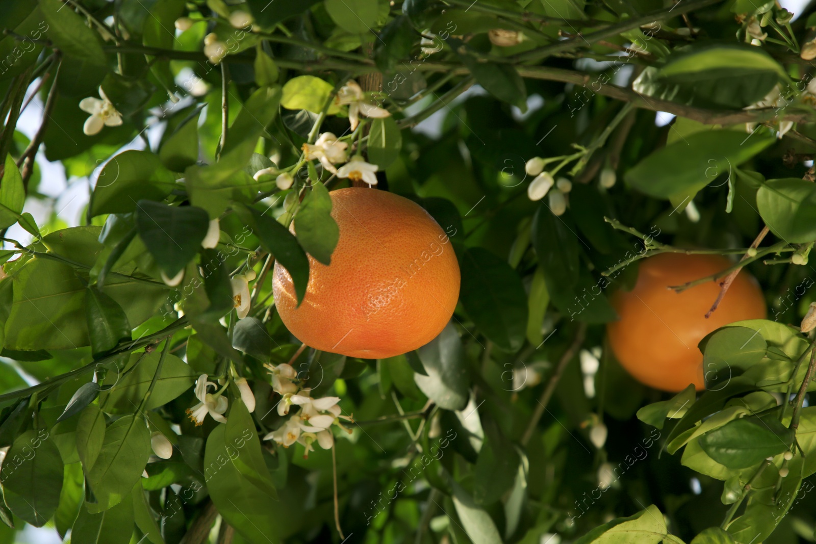 Photo of Fresh ripe grapefruits growing on tree outdoors