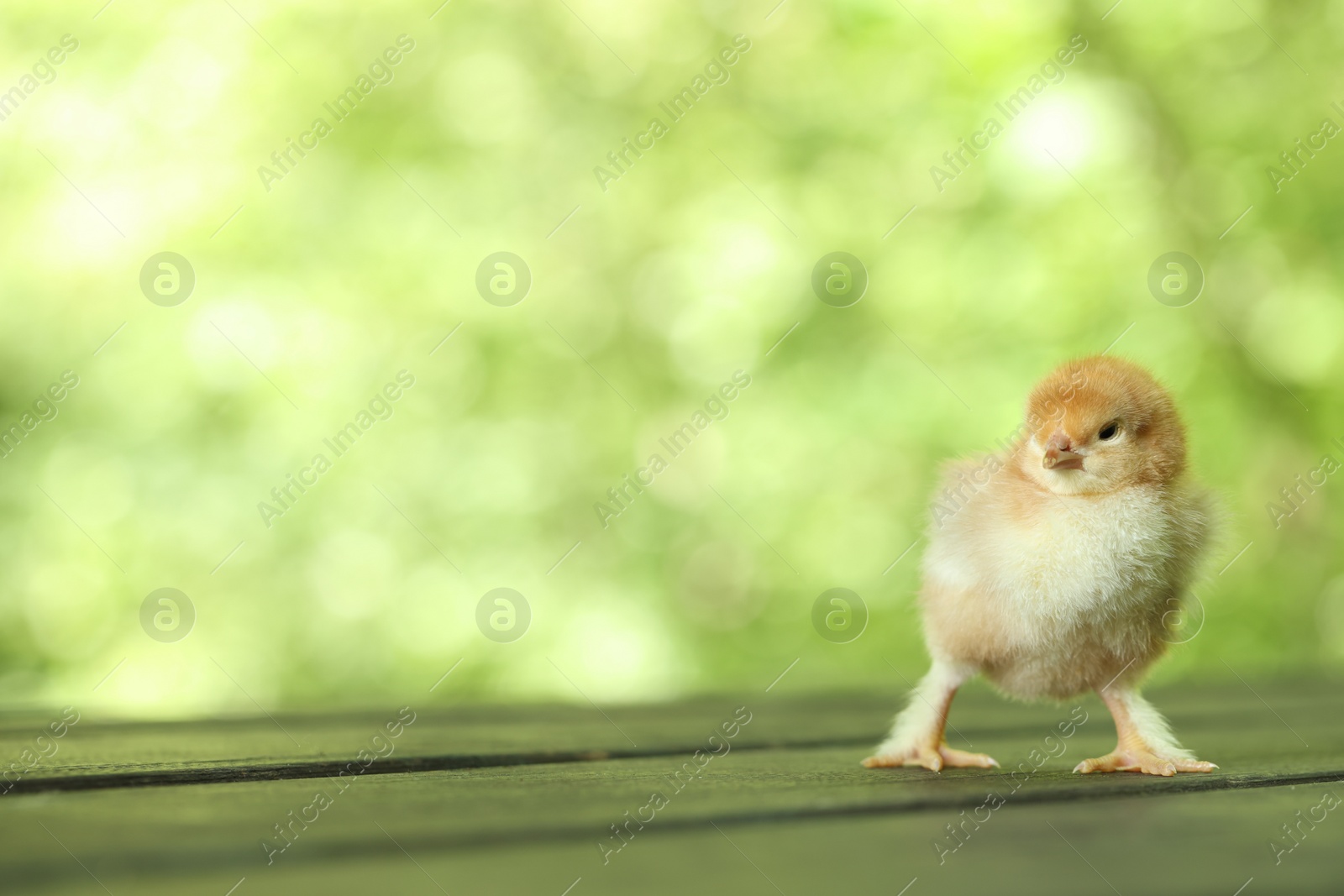 Photo of Cute chick on wooden surface outdoors, closeup with space for text. Baby animal