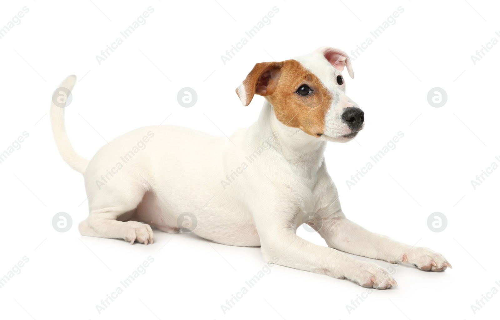 Photo of Cute Jack Russel Terrier on white background. Lovely dog