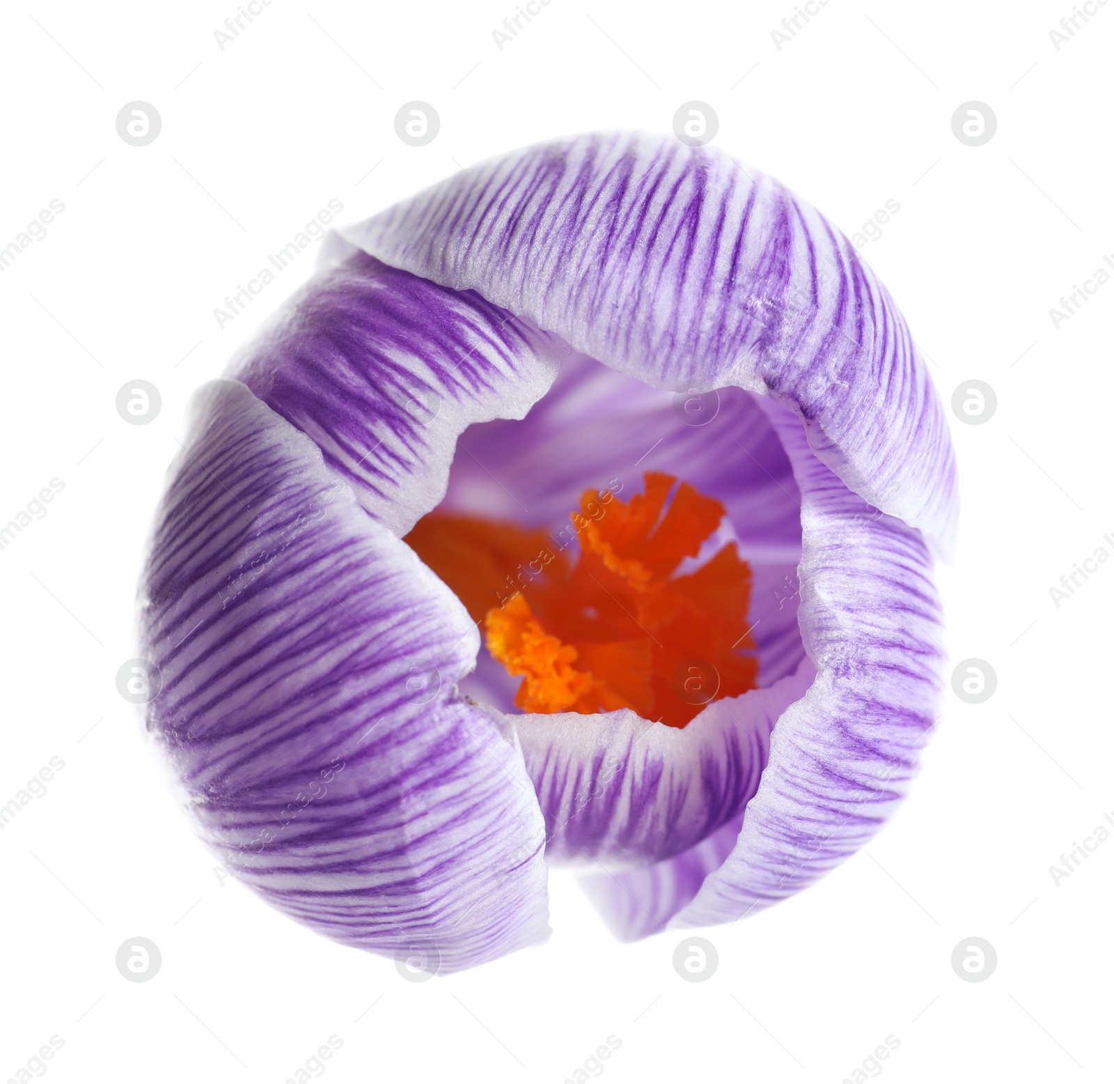 Photo of Beautiful spring crocus flower on white background, top view