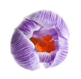 Photo of Beautiful spring crocus flower on white background, top view