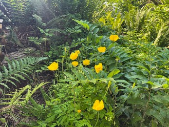 Photo of Beautiful yellow Eschscholzia flowers growing outdoors on summer day