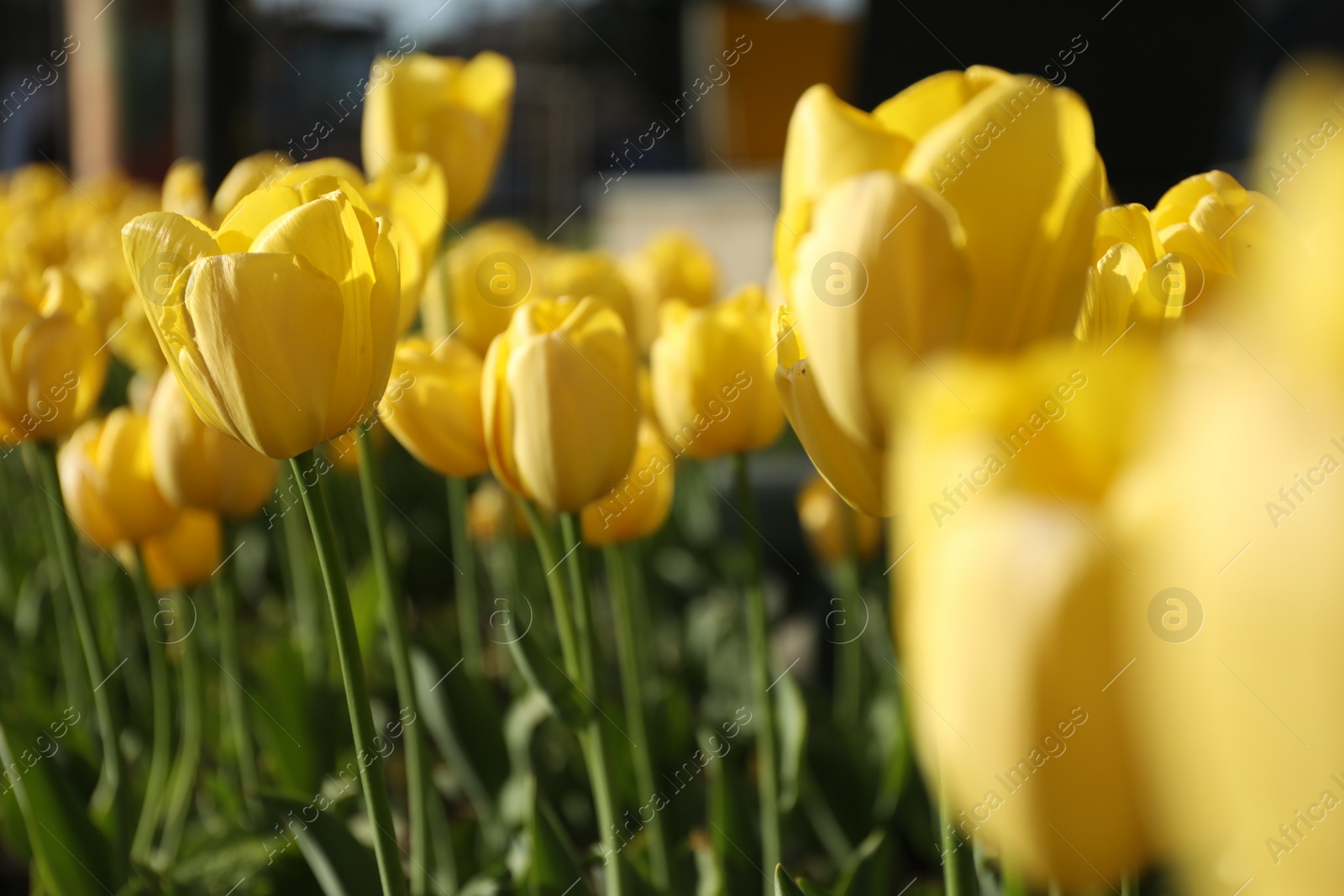 Photo of Beautiful yellow tulips growing outdoors on sunny day, closeup. Spring season