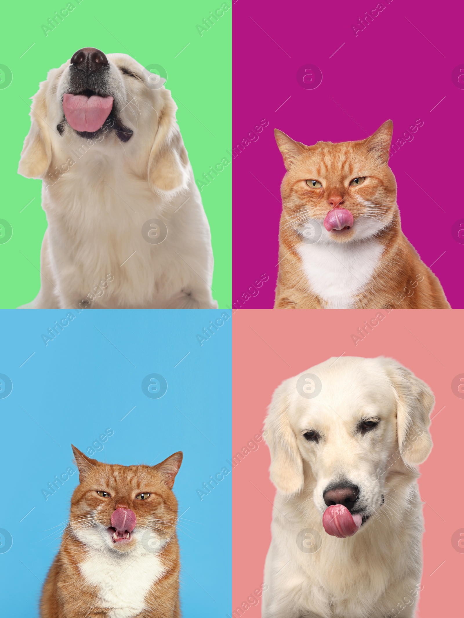 Image of Cute Labrador Retriever and cat showing tongues, collection of photos on different colors backgrounds