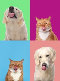 Image of Cute Labrador Retriever and cat showing tongues, collection of photos on different colors backgrounds