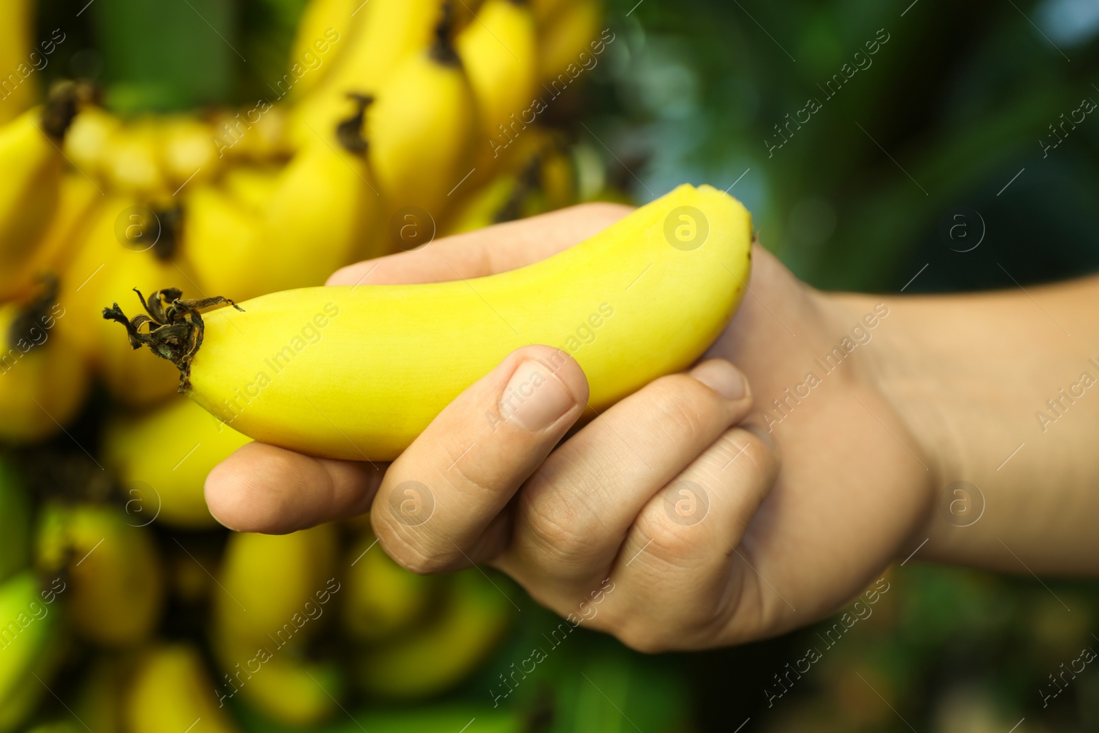 Photo of Woman holding ripe banana near tree outdoors, closeup