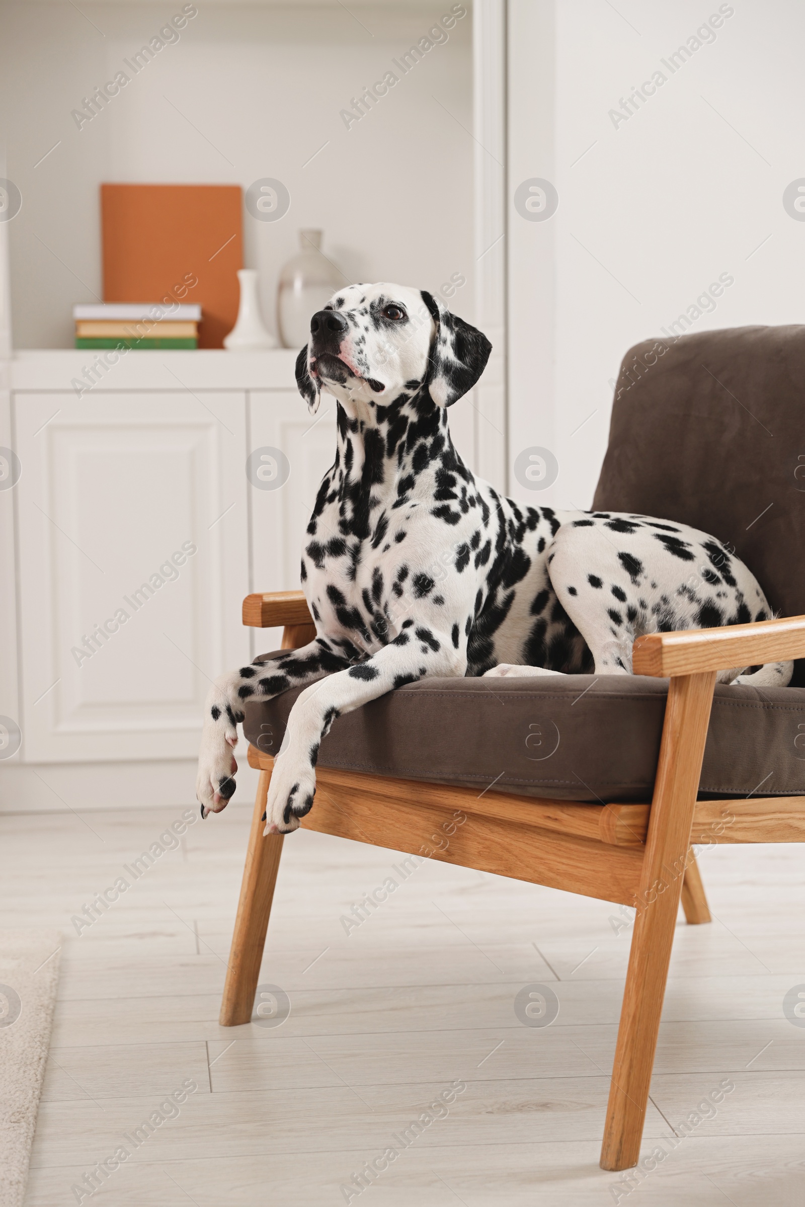 Photo of Adorable Dalmatian dog on armchair at home